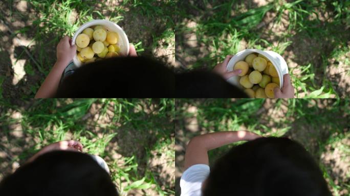 在树上收获大量成熟的黄色樱桃李、米拉贝尔李或米罗巴兰李