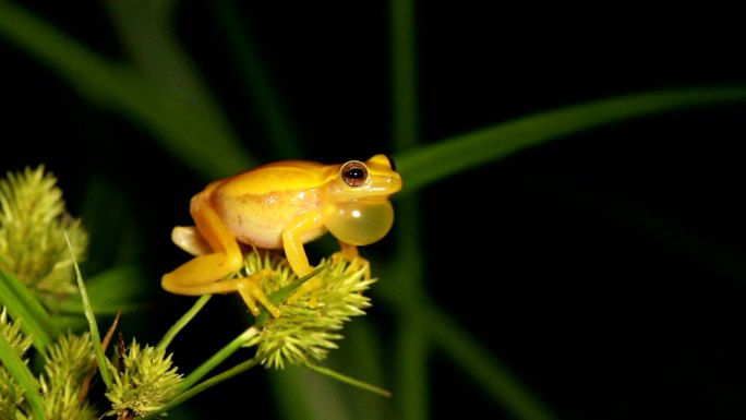 墨西哥矮树蛙大自然自然动物青蛙