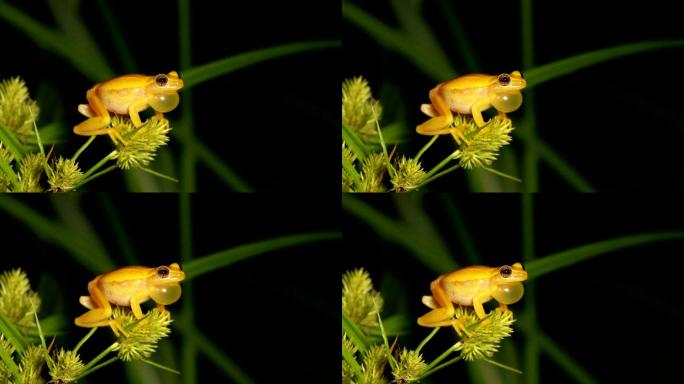 墨西哥矮树蛙大自然自然动物青蛙
