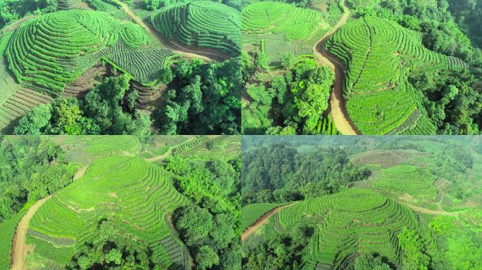 四川雅安名山县大地指纹茶园航拍