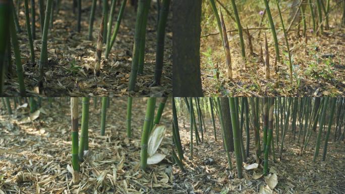 4K原始实拍 【竹笋】 北方的竹子