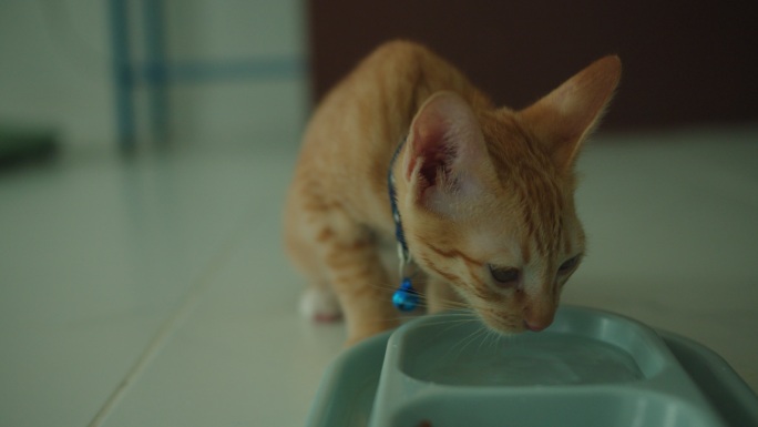 小猫们在猫主人家的碗里喝水。快乐宠物的概念。4k慢动作。