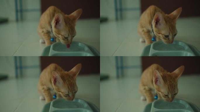 小猫们在猫主人家的碗里喝水。快乐宠物的概念。4k慢动作。