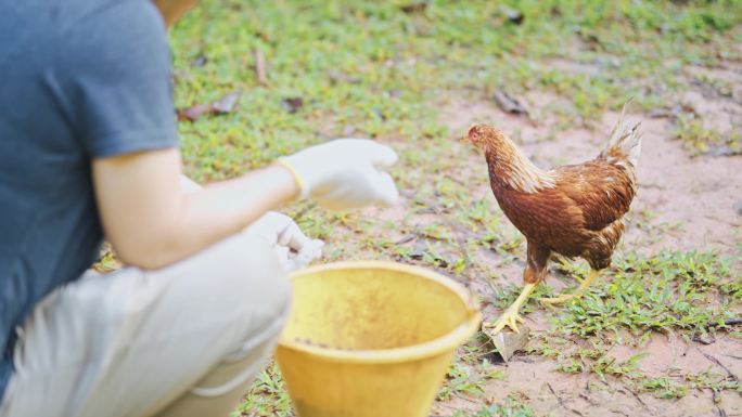 中国亚裔中年妇女早上在农场提着桶喂鸡