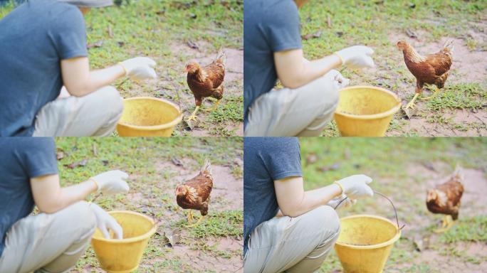 中国亚裔中年妇女早上在农场提着桶喂鸡