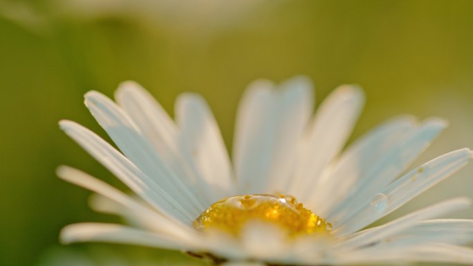 特写水滴落在白菊花上