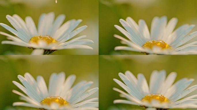 特写水滴落在白菊花上