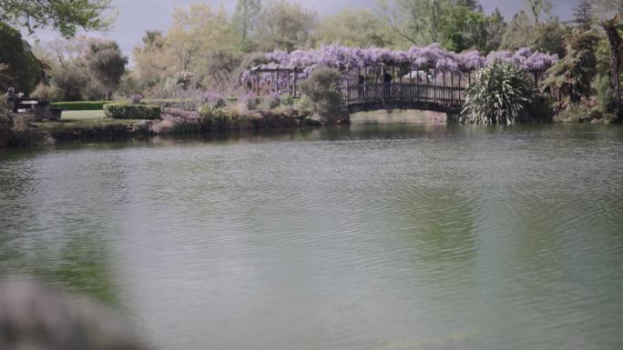 碧波荡漾的池塘和紫藤覆盖的桥