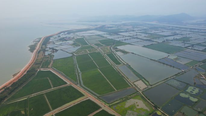 乡村景观俯视图梯田水稻