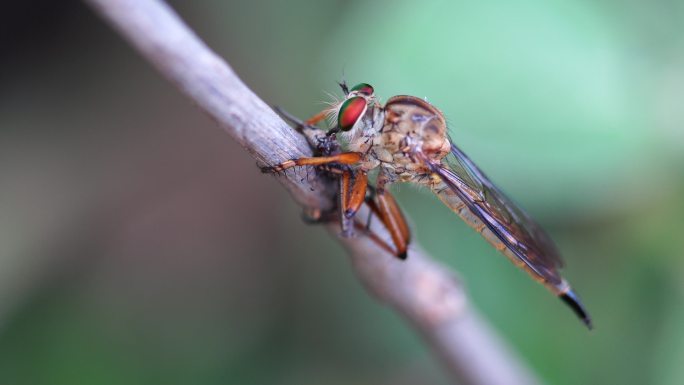 一名飞贼栖息在树枝上吃猎物，宏观照片