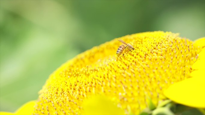 向日葵 蜜蜂 蜜蜂在向日葵上特写A021