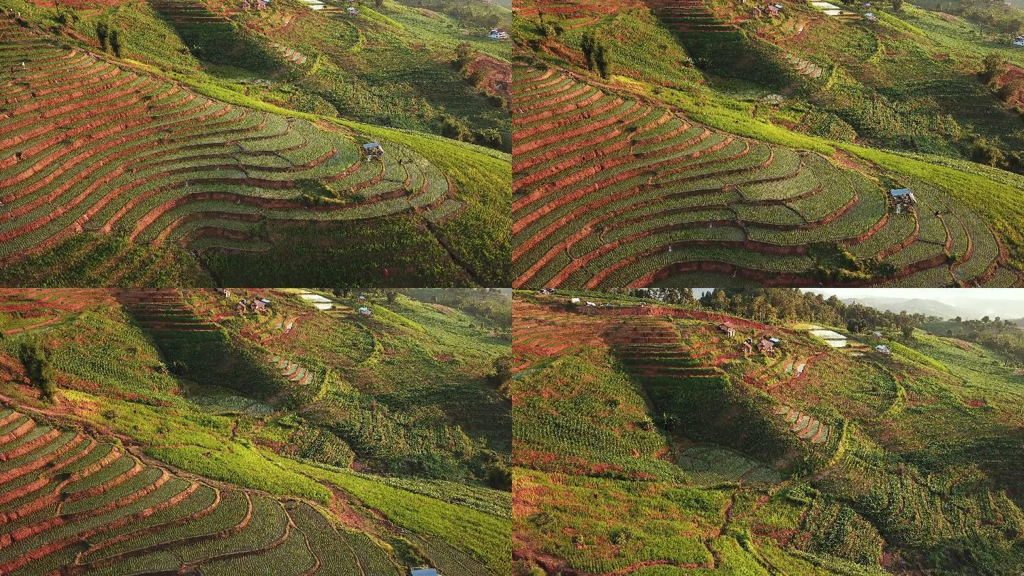 绿色季节东南亚梯田稻田农业鸟瞰图