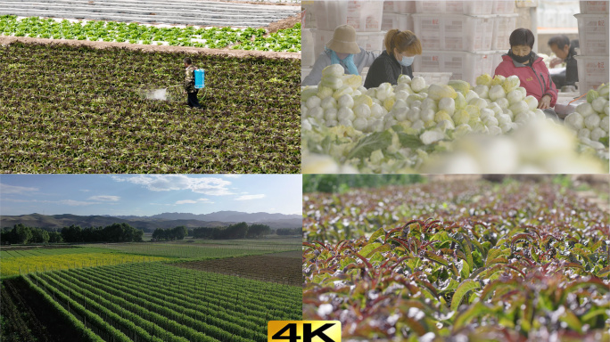 4K规模农业 农田 农村 农产品