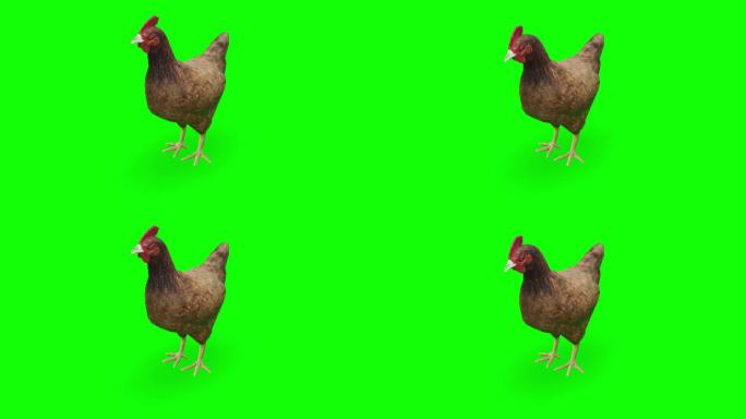 绿色屏幕上等待的鸡。动物、野生动物、游戏、返校、3d动画、短片、电影、卡通、有机、色度键、角色动画、