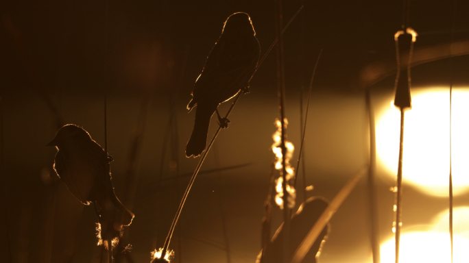 德克萨斯州西部的雌性红翅黑鸟：日落