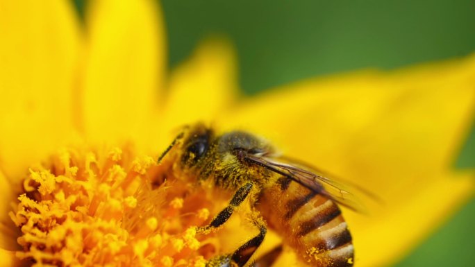 黄金菊 蜜蜂采蜜
