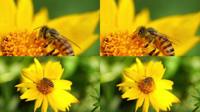 黄金菊 蜜蜂采蜜