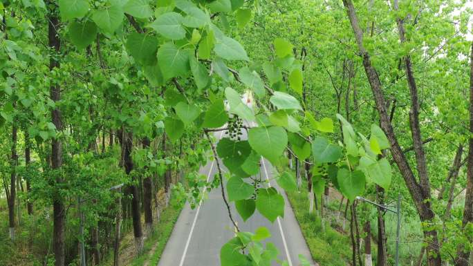 乡村道路航拍绿色小道