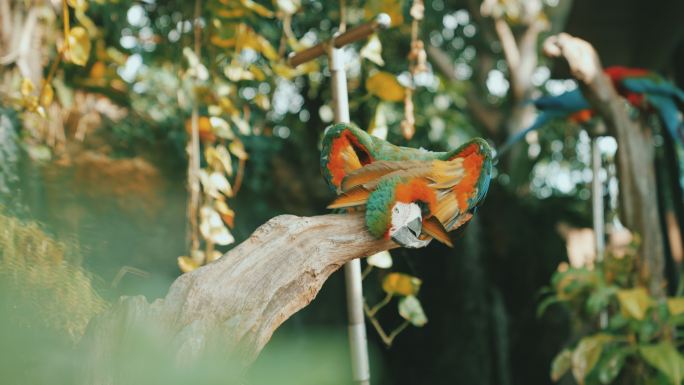 美丽的金刚鹦鹉鸟类生态大自然