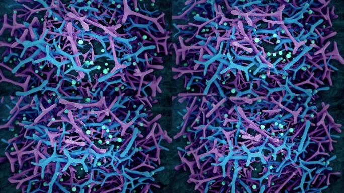 双歧杆菌病菌癌细胞扩散