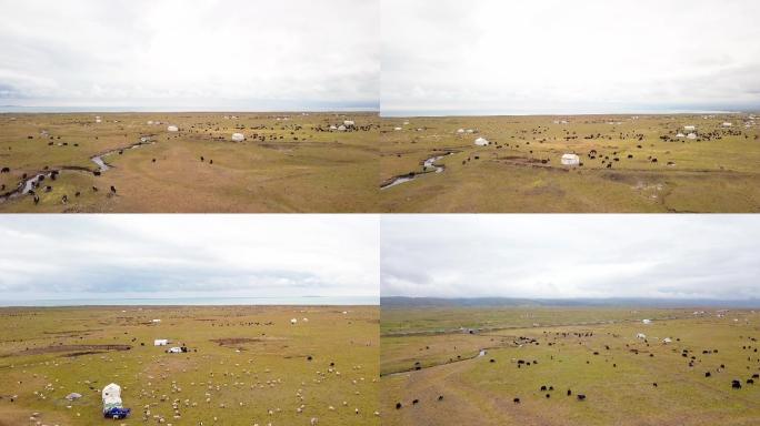青海湖羊群牛群牦牛奔跑吃草