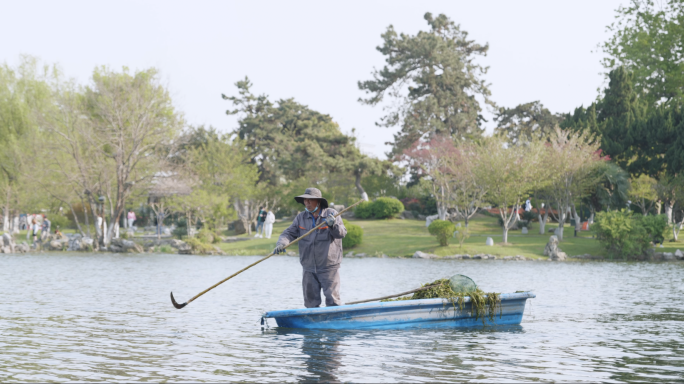 工人清理湖面水草，野鸭