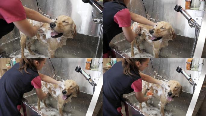 专业女性美容师为拉布拉多犬洗澡。