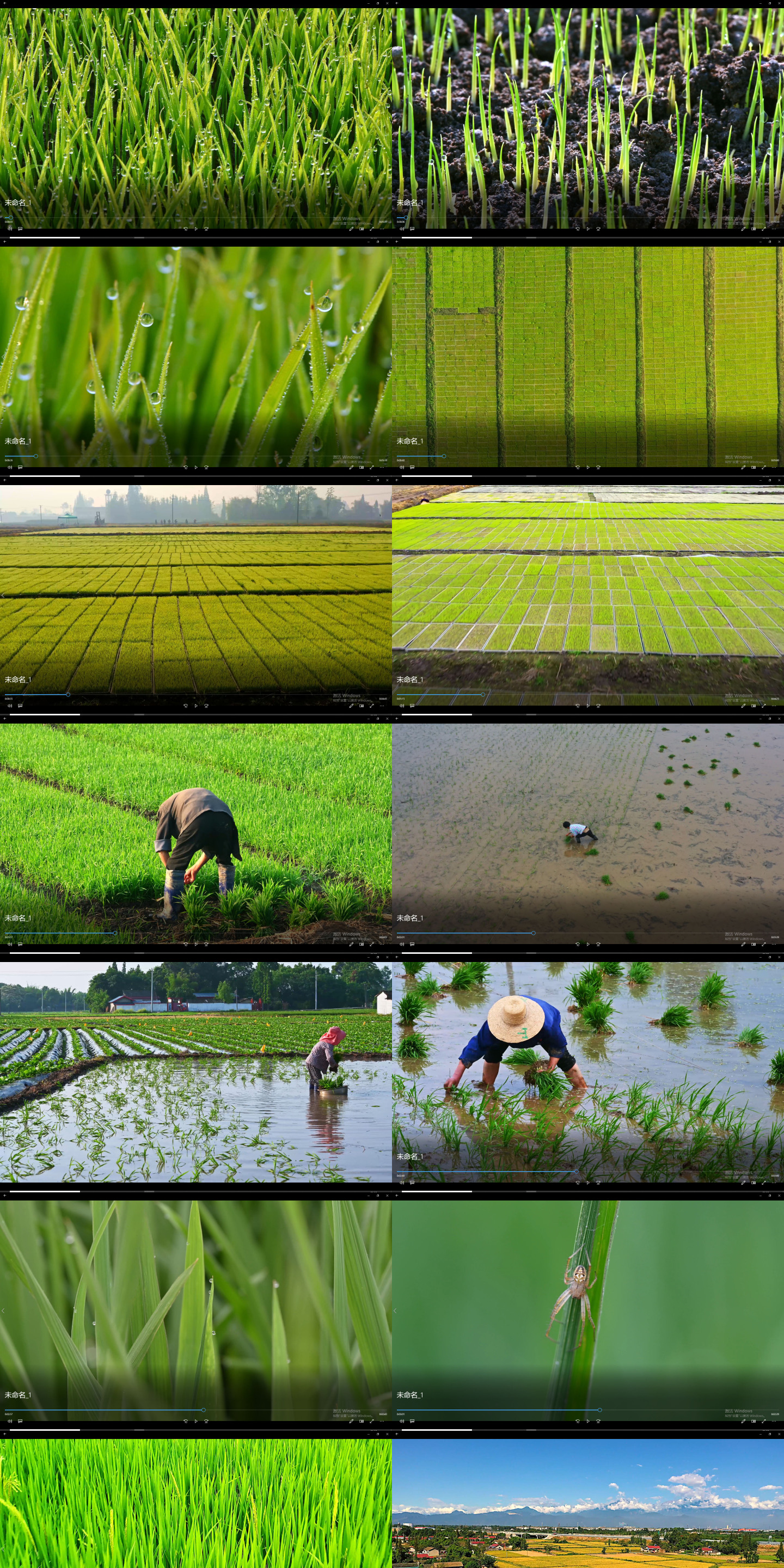水稻丰收、乡村振兴、农民素材4K