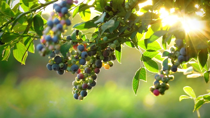 阳光下树上熟蓝莓