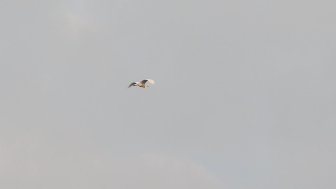 白鹭 飞鸟 一只鸟在飞翔