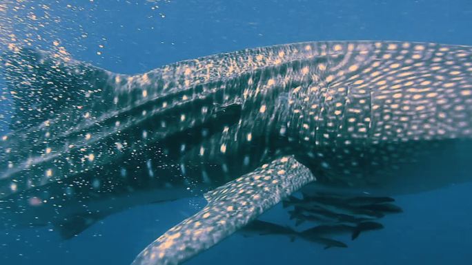 鲸鲨（Rhincodon类型）和眼镜蛇（Rachycentroncanadum）一起游泳。地点是泰国