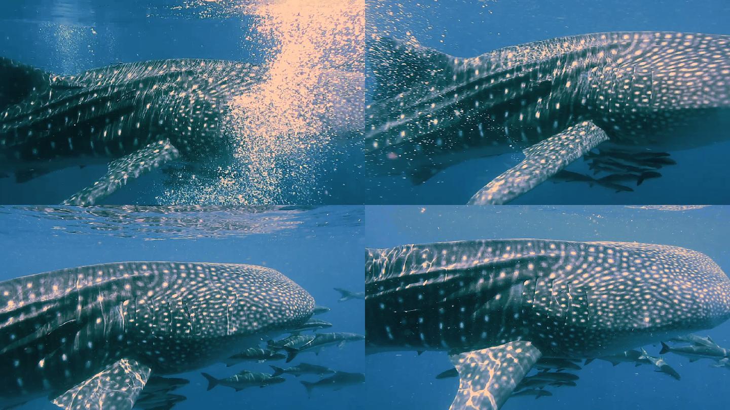 鲸鲨（Rhincodon类型）和眼镜蛇（Rachycentroncanadum）一起游泳。地点是泰国