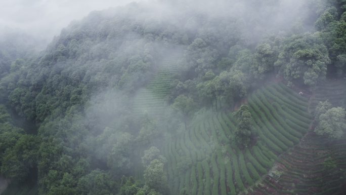 雾茶山雾茶山雾山茶山