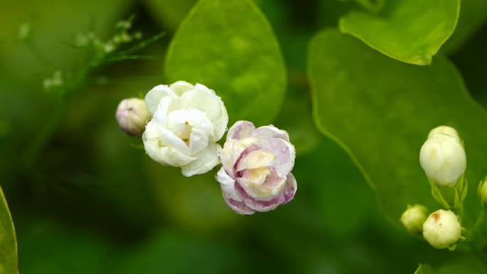 茉莉花 花卉 鲜花 花朵