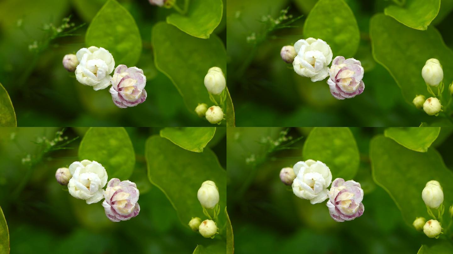 茉莉花 花卉 鲜花 花朵