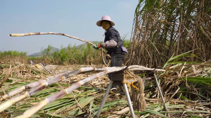 人工砍甘蔗季节农民蔗农