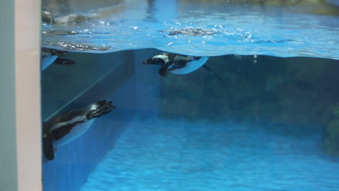 斑嘴环企鹅游泳
