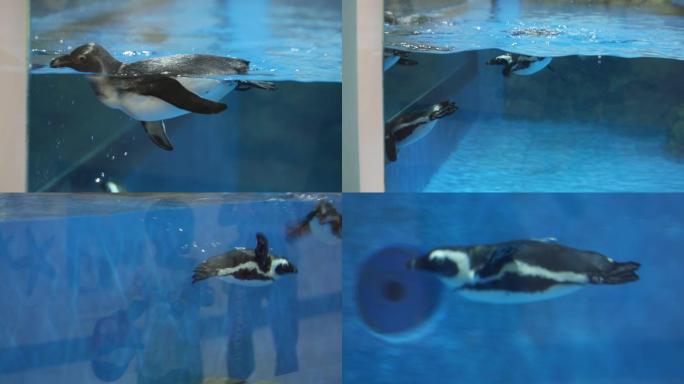 斑嘴环企鹅游泳