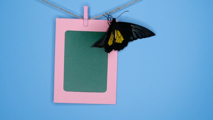 相框上的小鸟蝴蝶彩蝶照片