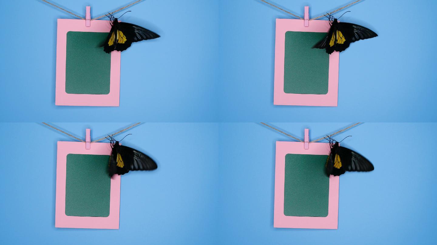 相框上的小鸟蝴蝶彩蝶照片
