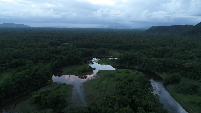 Mata Atlantica-巴西大西洋森林