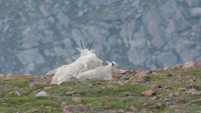 两只山羊在埃文斯山上休息