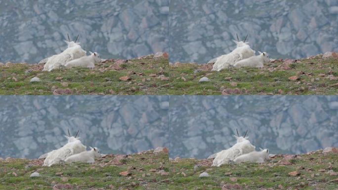 两只山羊在埃文斯山上休息