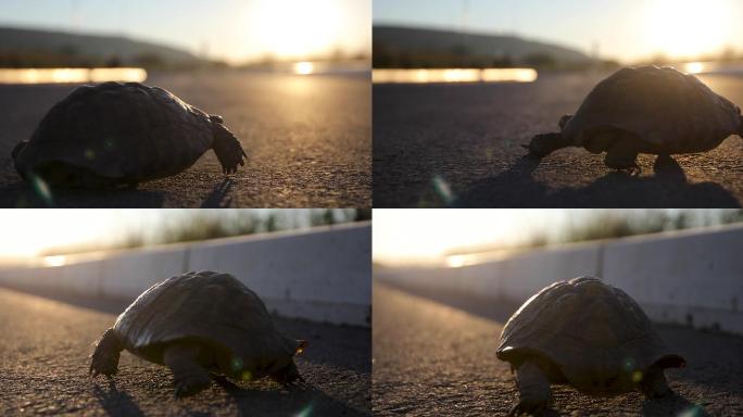 日落时路上的乌龟龟速前进