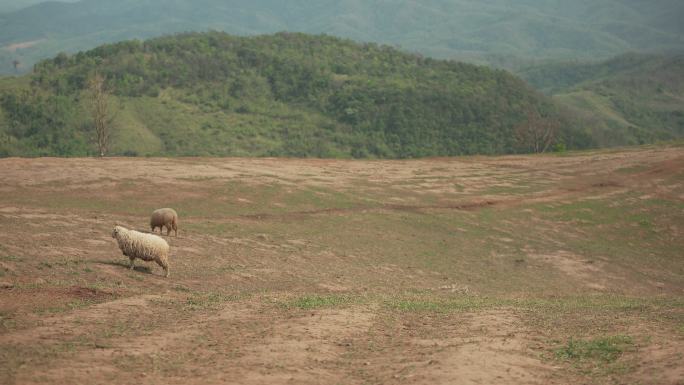 山上的羊大自然纪录片内蒙古大草原风景新疆