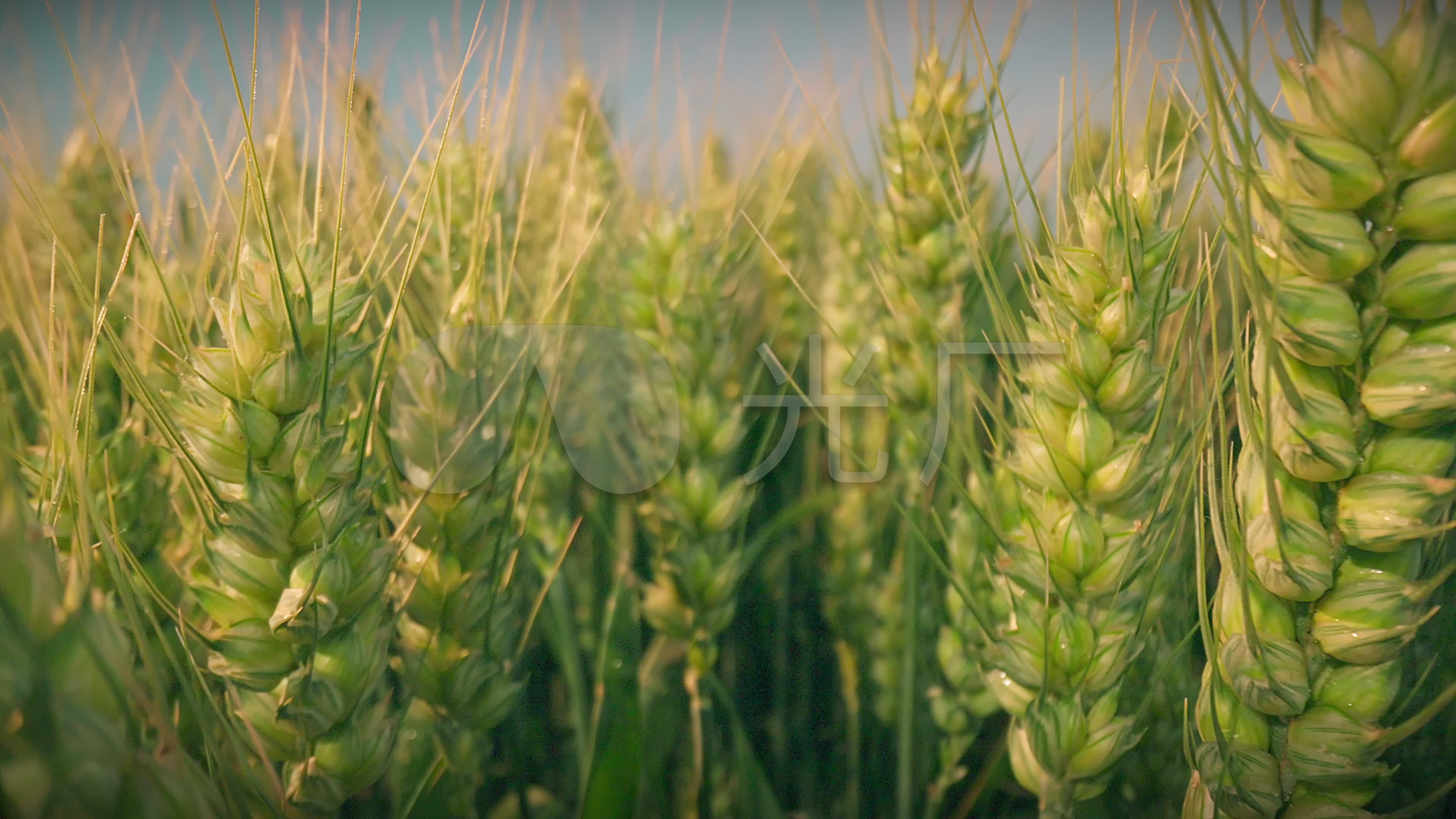 玉米小麦粮食摄影图片-玉米小麦粮食摄影作品-千库网