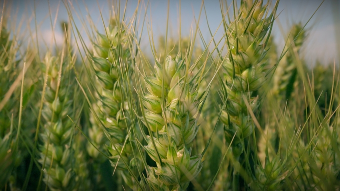 小麦丰收优质小麦品种灌浆籽粒饱满麦穗