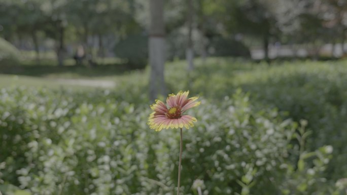 公园户外花朵植物自然绿化原log素材调色