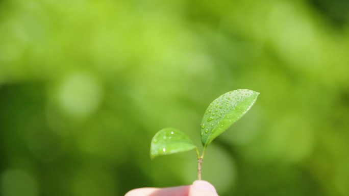 发芽树手触摸阳光树叶小草春天种子生机蓬勃