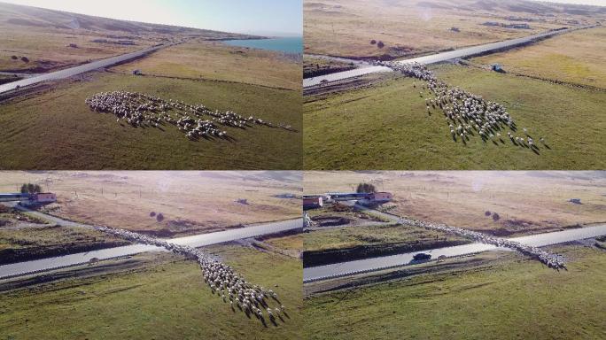 青海湖牛群羊群航拍